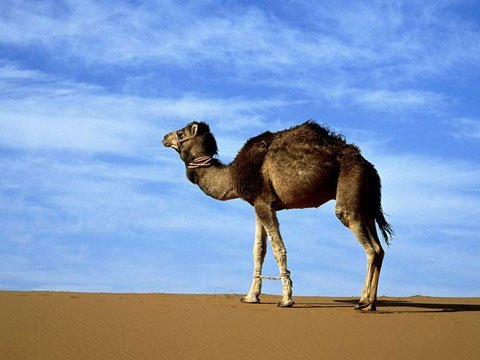 Lạc đà - Chúa tể của sa mạc