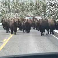 Lái xe kinh hãi chạm trán 150 con bò rừng tràn xuống đường