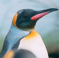 Lạm phát khiến lũ chim cánh cụt ở thủy cung Nhật Bản bất bình