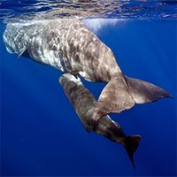 Làm thế nào để cá voi có thể sống và cho con bú được ở dưới đại dương?