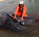 Lần đầu phát hiện cá voi xám hai đầu