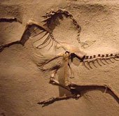 Lần đầu phát hiện dấu tích về khủng long có lông vũ tại Bắc Mỹ