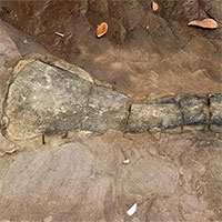 Lần đầu phát hiện hóa thạch khủng long ở Campuchia