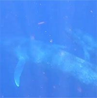 Lần đầu tiên ghi hình cá voi xanh bú sữa mẹ