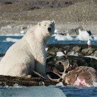 Lần đầu tiên ghi hình gấu Bắc Cực truy sát tuần lộc