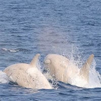 Lần đầu tiên hai cá voi sát thủ trắng siêu hiếm lộ diện ngoài khơi Nhật Bản