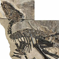 Lần đầu tiên phát hiện một đàn khủng long hóa thạch tại Ý