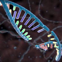 Lần đầu tiên quá trình chỉnh sửa gene CRISPR được quay lại