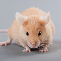 Lần đầu tiên tạo ra chuột với hệ thống miễn dịch giống người