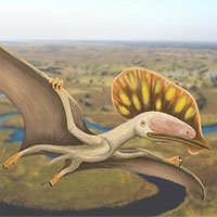 Lần đầu tiên tìm thấy hóa thạch hiếm của thằn lằn ngón cánh