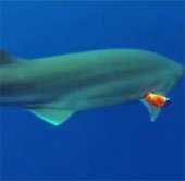 Lắp camera siêu nhạy trên thân cá mập