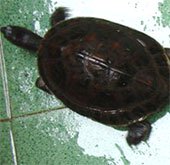 Lập trung tâm bảo tồn rùa quý hiếm Trung Bộ