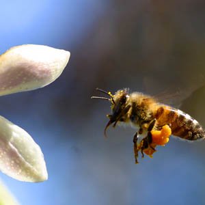 Liên Hợp Quốc kêu gọi thế giới cứu ong
