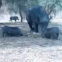 Liều lĩnh giành thức ăn, lợn rừng hứng trọn đòn trừng phạt của tê giác