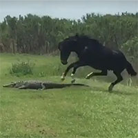 Liều lĩnh tấn công cá sấu, ngựa hoang suýt trả giá bằng tính mạng