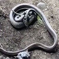 Liều mạng trộm mồi của rắn nâu cực độc, trăn chết thảm