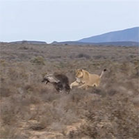 Linh cẩu nâu hoảng sợ bỏ chạy khi gặp sư tử cái