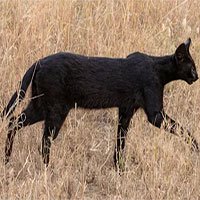 Linh miêu đen quý hiếm xuất hiện trên đồng cỏ châu Phi