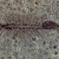 Lộ diện loài tôm sinh sản vô tính 100 triệu năm tuổi