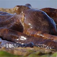Loài bạch tuộc đặc biệt bậc nhất: Bò lên cả trên mặt đất để săn mồi!