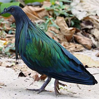 Loài bồ câu có một không hai xuất hiện tại Vườn Quốc gia Côn Đảo