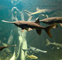 Loài cá 200 triệu năm tuổi của Trung Quốc chính thức bị tuyệt chủng