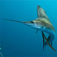 Loài cá bơi nhanh nhất đại dương: Sánh ngang 