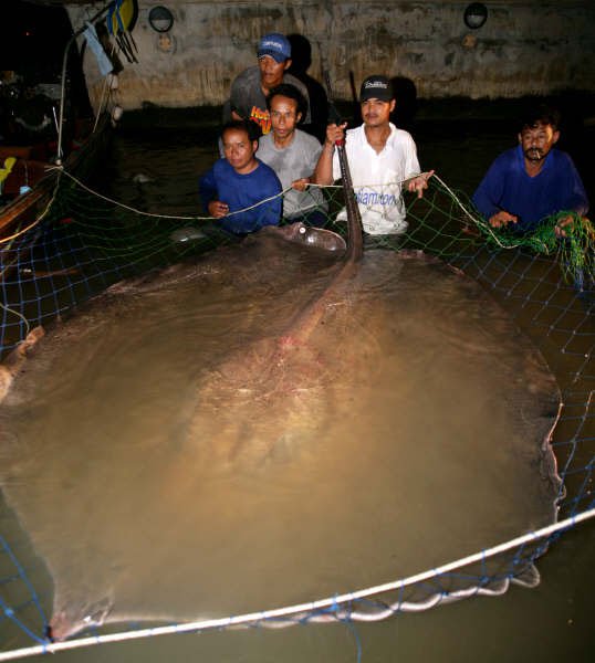 Loài cá đuối gai độc nước ngọt lớn nhất thế giới