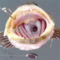 Loài cá kỳ lạ có tới 555 chiếc răng... và rụng 20 chiếc mỗi ngày