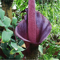 Loại cây có hoa thuộc top to nhất thế giới: Mọc đầy ở Việt Nam, mùi hương đáng sợ, củ giúp chữa bệnh