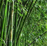 Loại cây là biểu tượng văn hóa Việt có công dụng chữa bệnh 