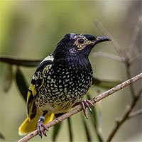 Loài chim cực quý hiếm ở Úc có thể bị tuyệt chủng vì… quên cách hót