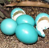 Loài chim đẻ trứng nhiều màu sắc