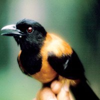 Loài chim duy nhất trên thế giới có độc, chạm vào lông cũng có thể mất mạng
