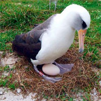 Loài chim hải âu già nhất thế giới vẫn... đẻ trứng ở tuổi 70
