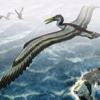 Loài chim khổng lồ từng thống trị bầu trời Nam Cực 50 triệu năm trước