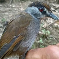 Loài chim quý tái xuất sau gần 200 năm biến mất bí ẩn