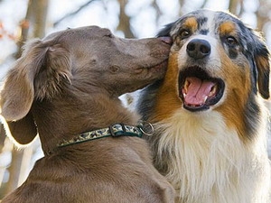 Loài chó cũng có tính cách lạc quan hoặc bi quan