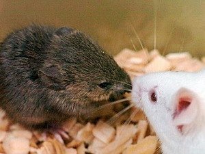 Loài chuột kêu để thu hút bạn tình là do bẩm sinh