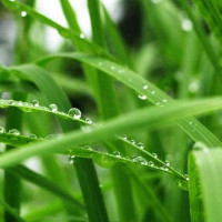 Loài cỏ có thể là niêu Thạch Sanh hút CO2