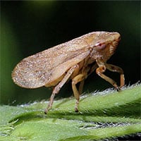 Loại côn trùng có thể hút chất lỏng từ khoảng cách 100m