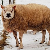 Loài cừu đặc biệt vừa giống cừu vừa giống chó