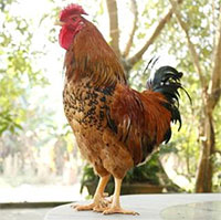 Loài gà quý của Việt Nam, tưởng như chỉ có trong truyền thuyết