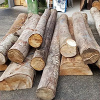 Loại gỗ nhẹ nhất thế giới được dùng làm bộ phận của máy bay