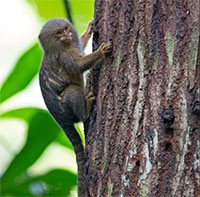 Loài khỉ nhỏ nhất thế giới có trọng lượng là bao nhiêu?