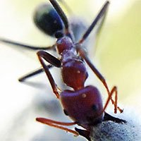 Loài kiến cũng biết thụ phấn cho hoa?