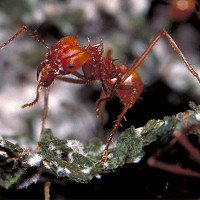 Loài kiến đã biết “trồng trọt” từ... 60 triệu năm trước