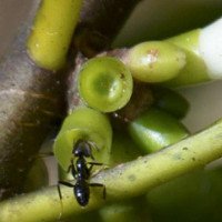Loài kiến đặc biệt biết trồng cây để làm tổ trên đảo Fiji