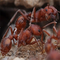 Loài kiến giúp các nhà khoa học phát hiện hàng nghìn hóa thạch