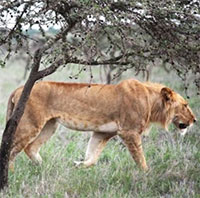 Loài kiến xâm hại khiến sư tử ăn ít ngựa vằn hơn